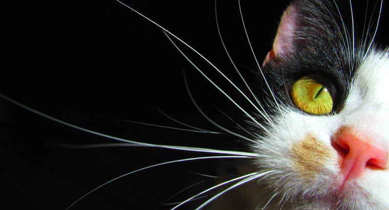 De ce pisicile au whiskers?