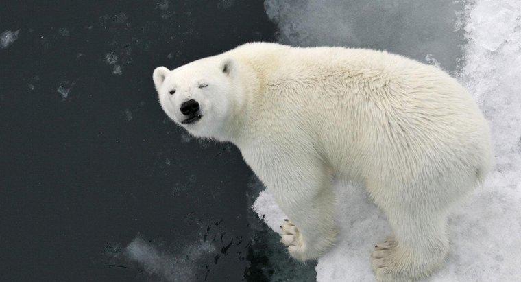De ce urșii polari au blană albă?