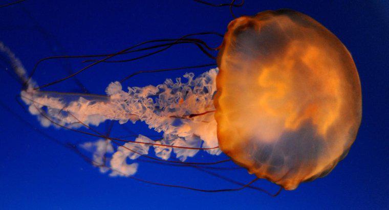 Cum inundă meduzele?