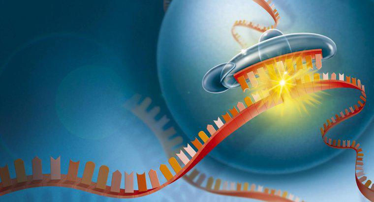 De ce este ARN important pentru celula?