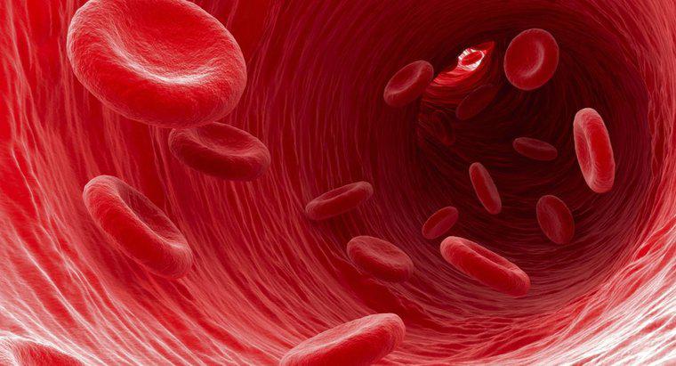 Ce tip de celule sanguine transportă deșeuri din celule?