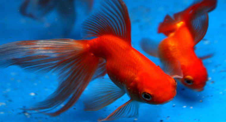 Cât timp trăiește Goldfish?