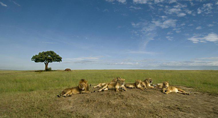 Do Lions domină cu adevărat viața sălbatică din Africa?
