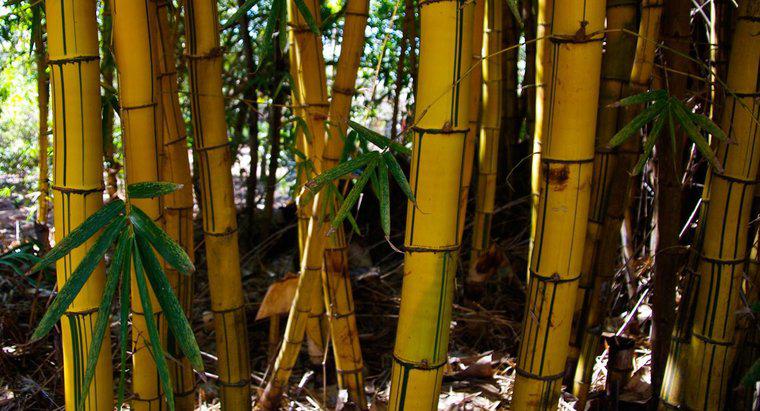 De ce tulpinile de bambus devin galbene?