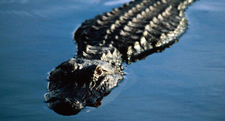 Cum aligatorii respiră sub apă?