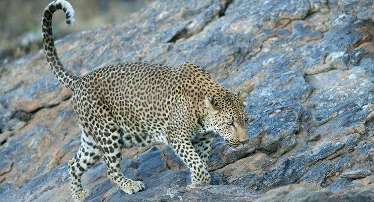 Care este viteza maximă a unui leopard?