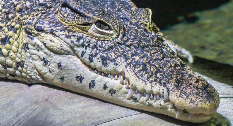 Ce mănâncă crocodilii?