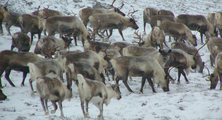 Ce animale trăiesc în Tundra?