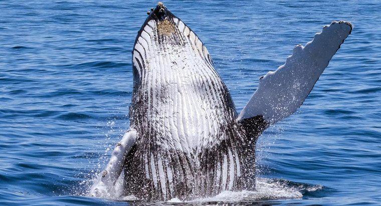 Câte balene rămân în lume?