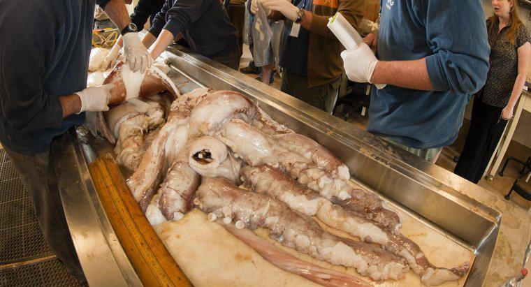 Care este durata de viață a unui squid gigant?