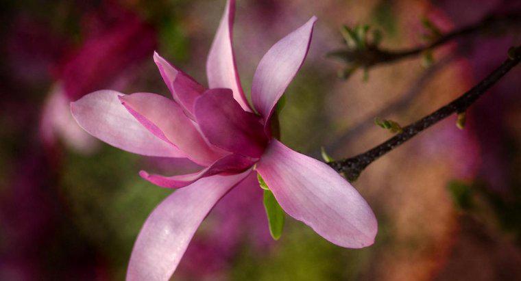 Când face Magnolias Bloom?