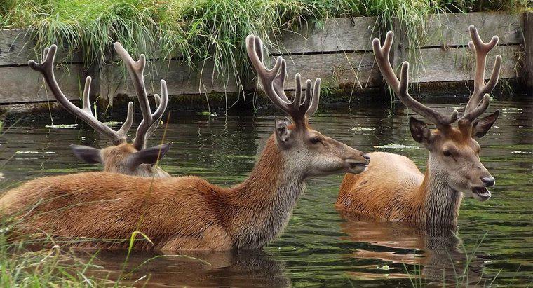 Pot Deer Swim?