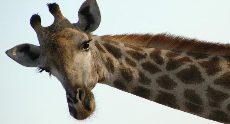 De ce girafele au coarne?