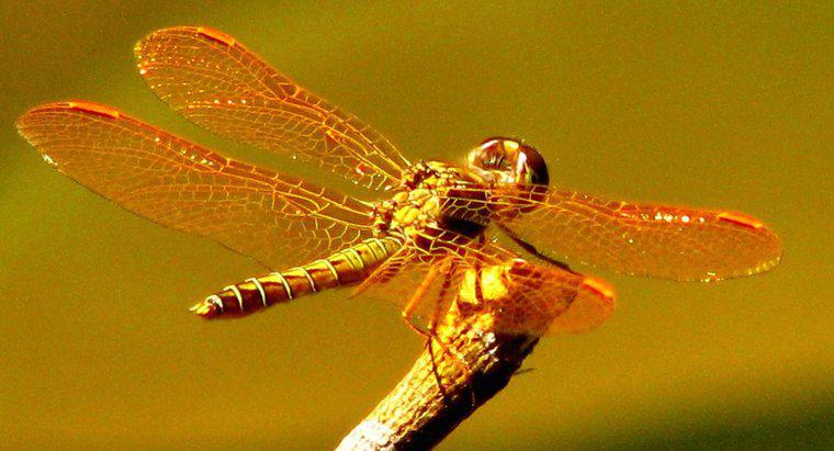Ce este Habitatul Dragonfly?