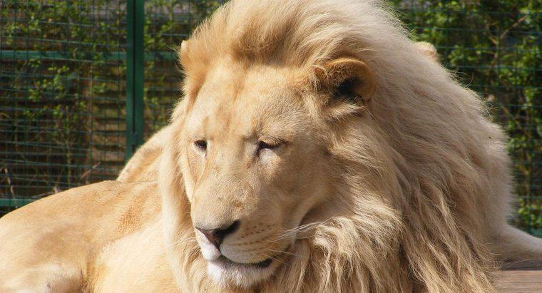 De ce sunt numiți Lionii regele junglei?