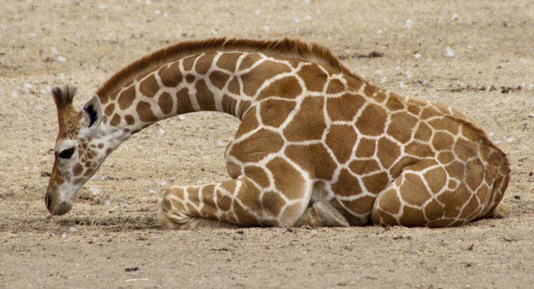 Girafele se opresc vreodată?