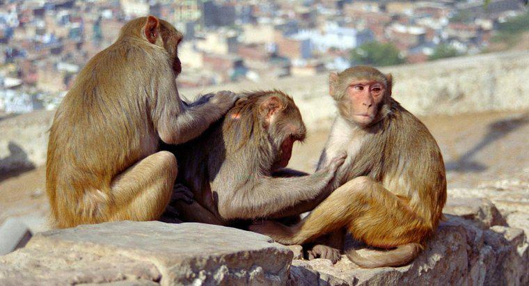 Care este ciclul de viata al unei maimute?