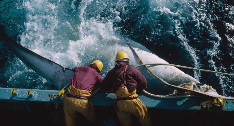 Care sunt dezavantajele vânătorii de balene?