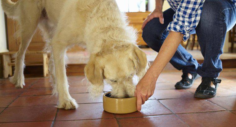 Care sunt unele calități ale celor mai sănătoase alimente pentru câini?