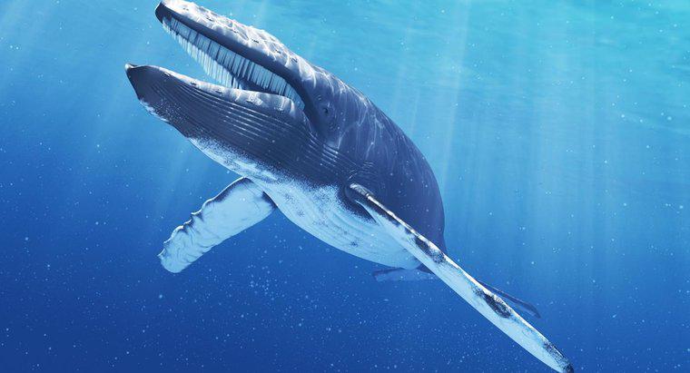 Cât de mult cântă limba unei balene albastre?