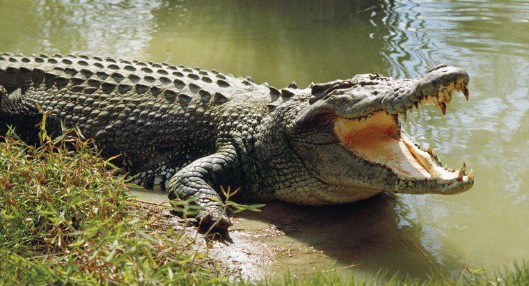 Care este durata medie a vieții unui crocodil?