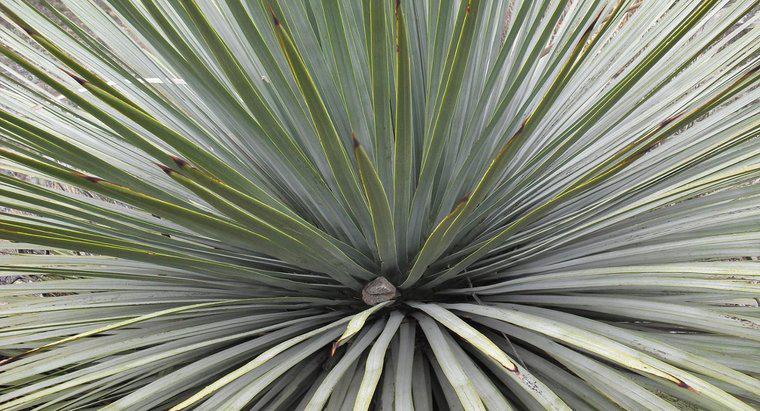 Poti sa imparti o planta Yucca?
