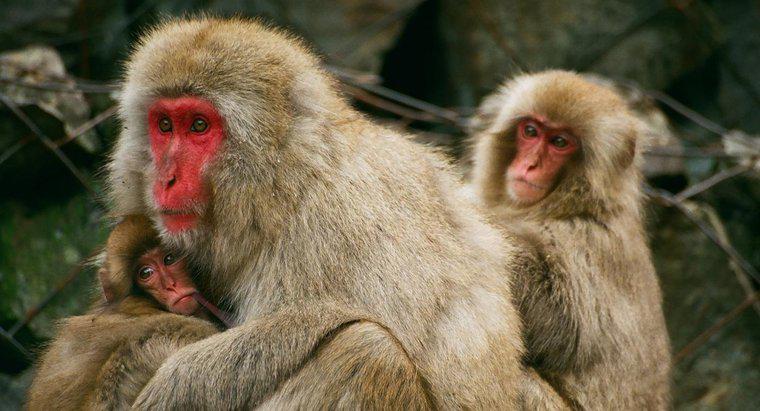 Care este populația maimuțelor pe planetă?
