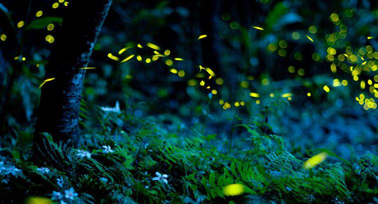 Cum strălucesc Fireflies?