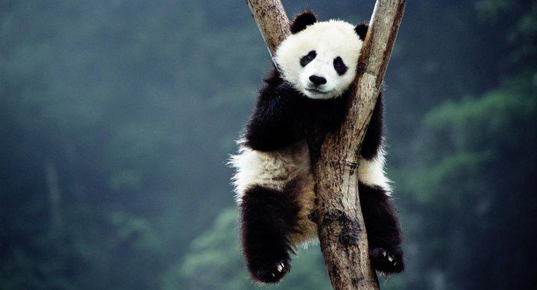 De ce sunt pandacii uriași care au dispărut?
