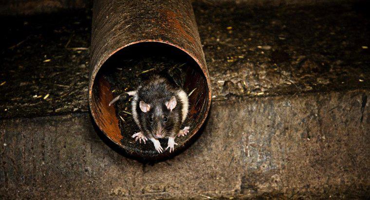 De ce sunt șobolani periculoși pentru om?