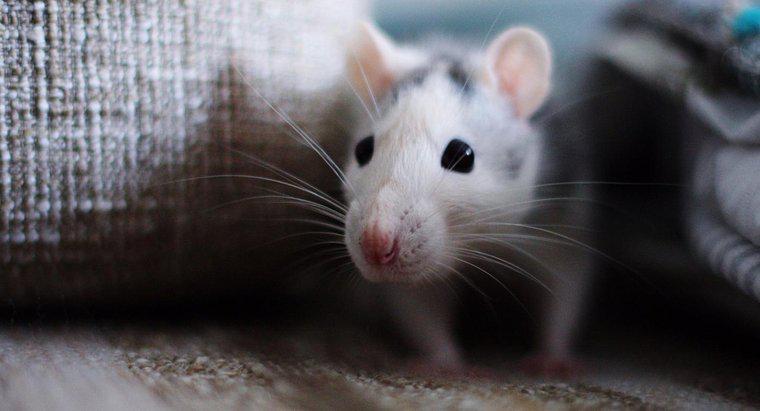 Cum ar trebui să curățați picăturile de șoareci?