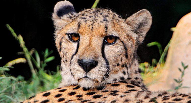 Ce tip de habitat are un ghepard?