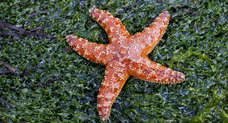 Cum se deplasează Starfish?