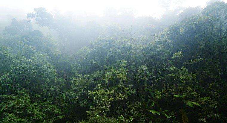 Care sunt unele caracteristici ale pădurilor tropicale de ploaie?