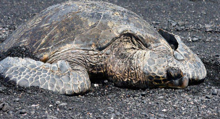 Cât de veche este cea mai veche țestoasă de mare?