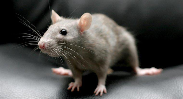 Poți să omori șobolani cu bicarbonat de sodiu?