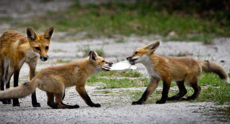 Ce mănâncă un Fox roșu?
