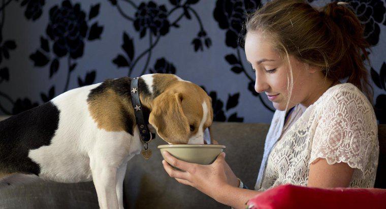 Cât de curând ar trebui să vă alimentați un câine după naștere?