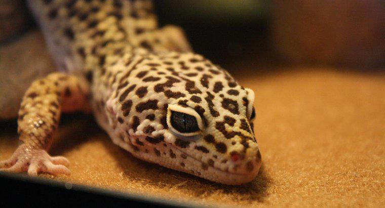 Poate Leopard Geckos mănâncă fructe?