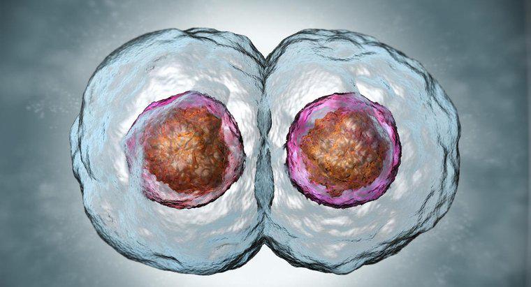 Cum se compară celulele fiice cu celulele părinte?