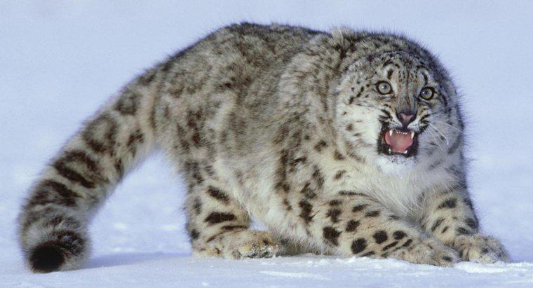 Poate un Leopard de zăpadă să fie păstrat ca un animal de casă?
