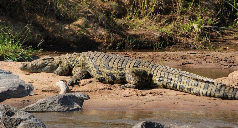Unde locuiesc crocodili?