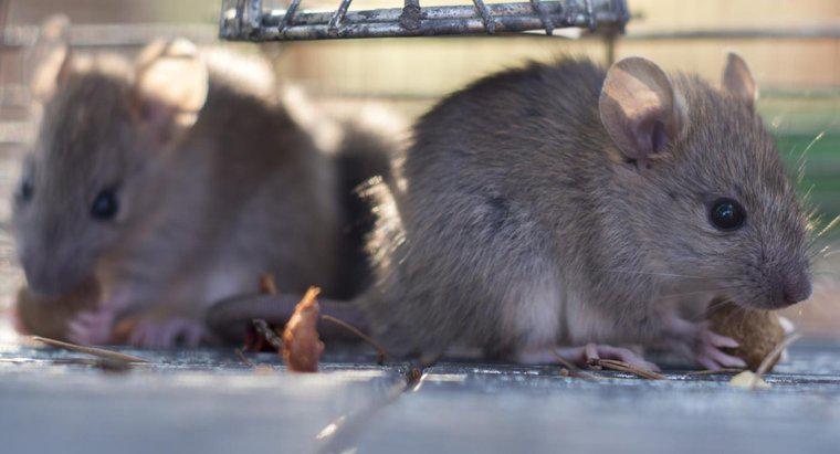 Șoarecii mănâncă șobolani?