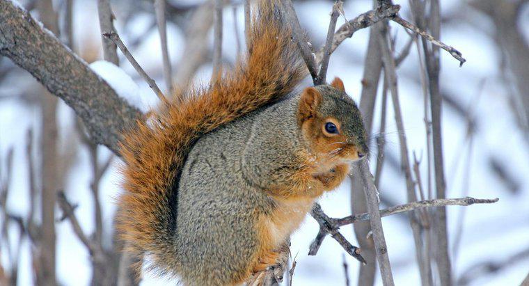 Unde fac veveritele în timpul iernii?