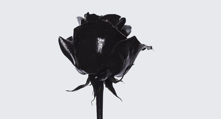 Care este sensul unui trandafir negru?