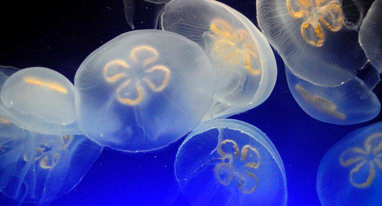 Cum se mișcă o meduza?