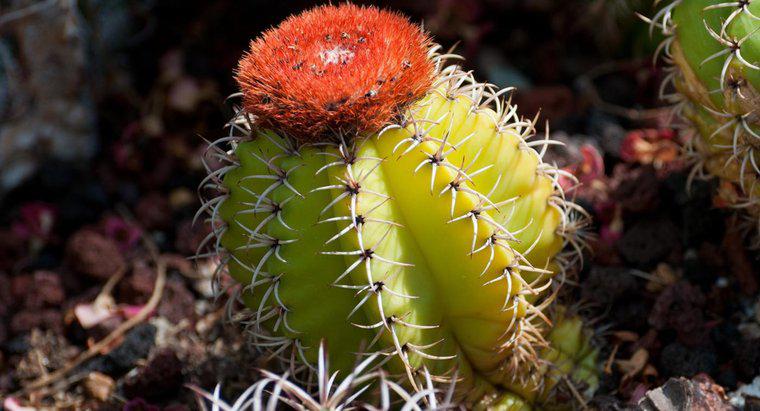 Care sunt unele animale care mănâncă cactus?