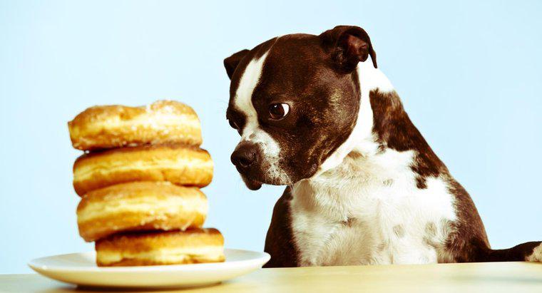Poate câinii să mănânce zahăr?
