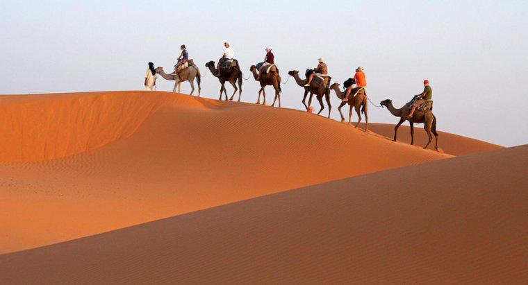 De ce camelurile numesc navele deșertului?