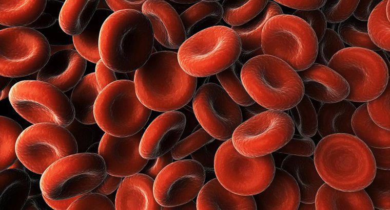Ce cauzează proteina în sânge?